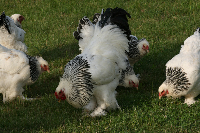 brahma herminat deschis - Gaini Brahma herminat deschis 2012