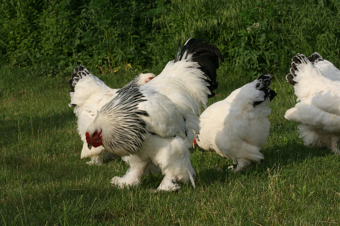 brahma herminat deschis - Gaini Brahma herminat deschis 2012