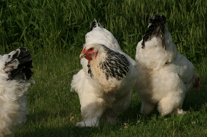 brahma herminat deschis - Gaini Brahma herminat deschis 2012