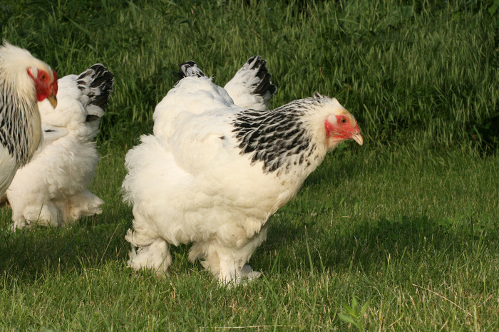 brahma herminat deschis - Gaini Brahma herminat deschis 2012