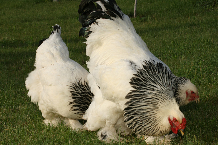 brahma herminat deschis - Gaini Brahma herminat deschis 2012