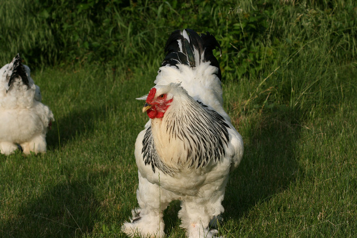 brahma herminat deschis - Gaini Brahma herminat deschis 2012