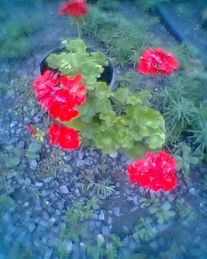 muscata corai