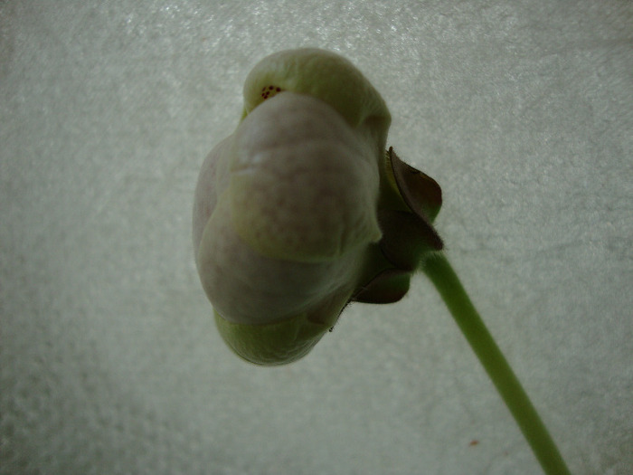 DSC03016