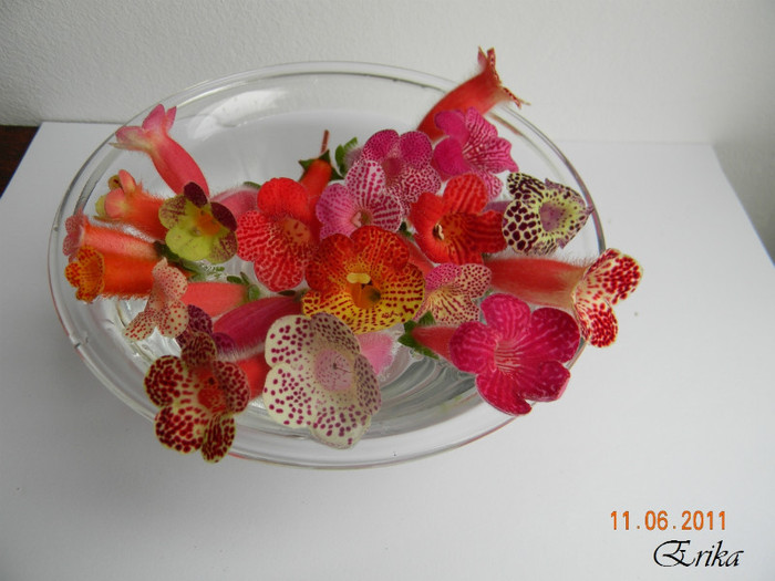 Grup kohlerii - KOHLERIA