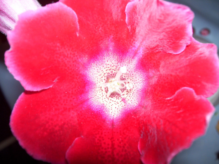 Tigrina Red - gloxinia 2011