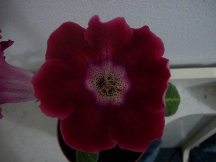 Picture 047 - gloxinia 2011