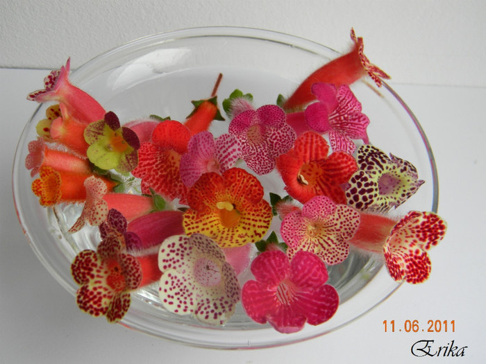 Kohlerii in bol\'\'\'