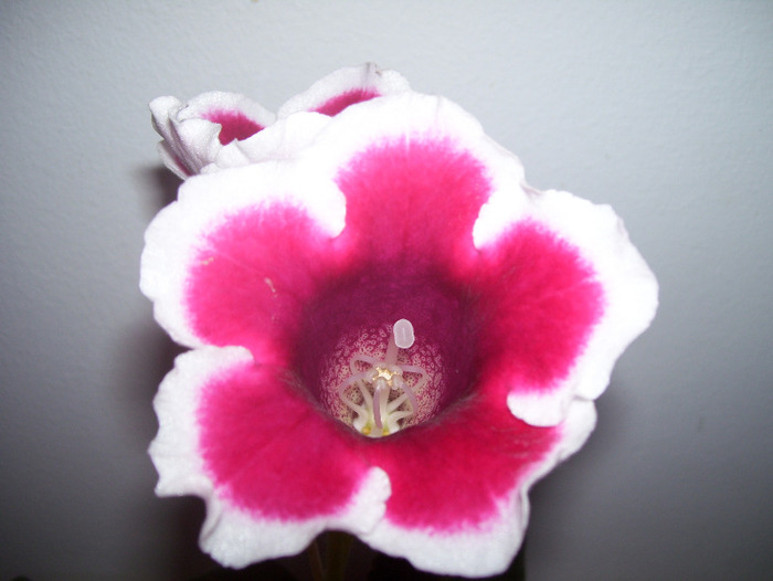 Picture 026 - gloxinia 2011