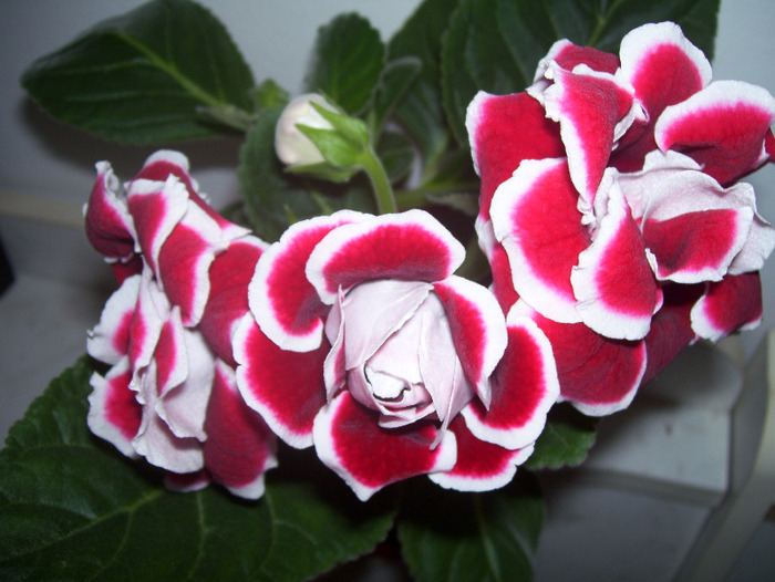 Scarlet - gloxinia 2011