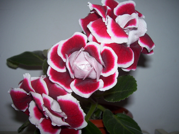 Picture 019 - gloxinia 2011