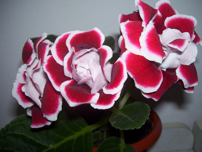 Picture 020 - gloxinia 2011