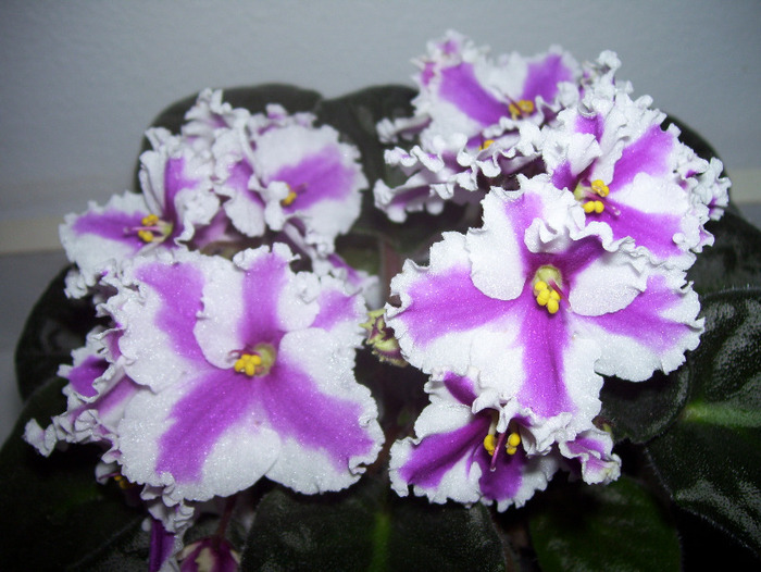 Picture 061 - violete 2011
