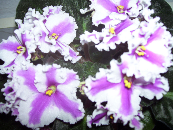 Picture 062 - violete 2011