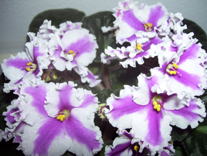 Picture 063 - violete 2011