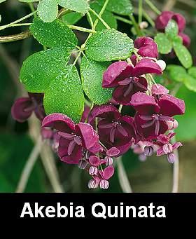 AkebiaQuinata