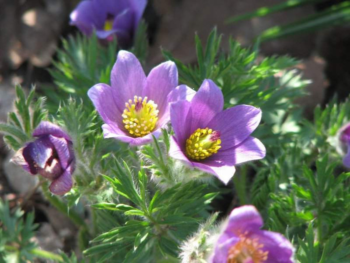 Pulsatilla vulgaris (deditei vineti)