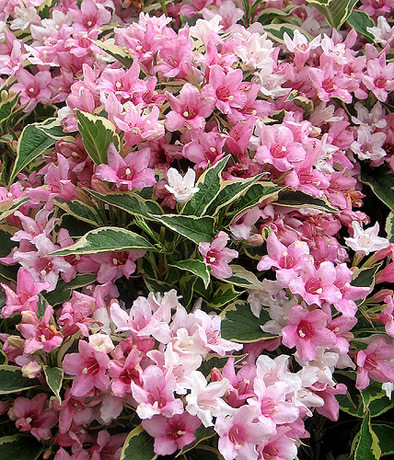 weigela roz