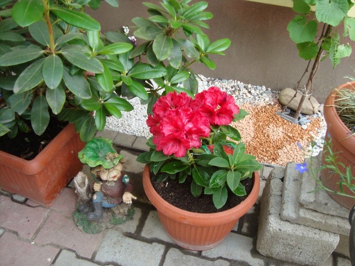 rhododendron rosu 20011; Pierdut
