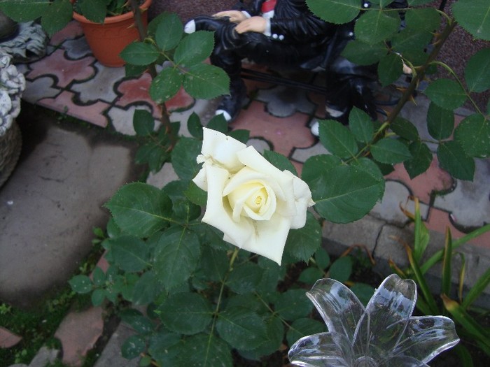 trandafir alb; miroase mediu
