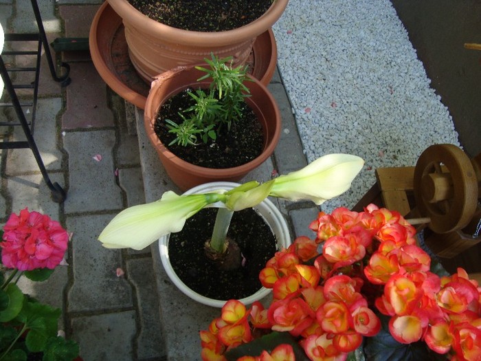 amarylis alb+begonie; flori f. mari albe
