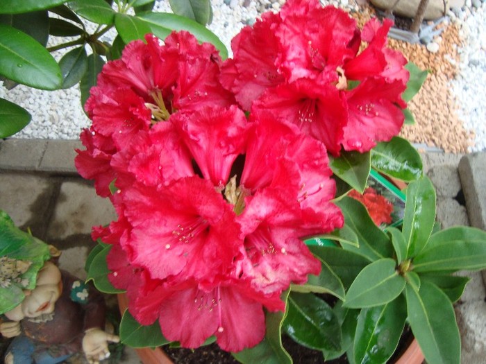 rhododendron 2011; Pierdut
