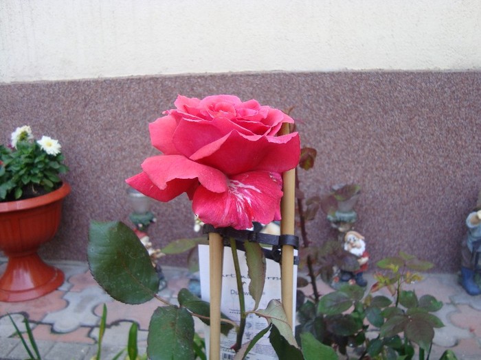 trandafir; ...de la baumax 2011(au niste trandafiri superbi darrr si preturile...)
