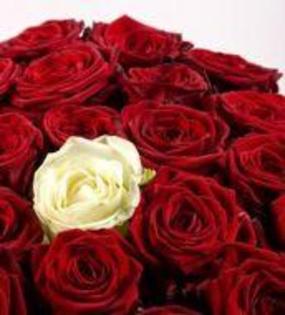 23-trandafiri-rosii-1-alb-1768 - alege