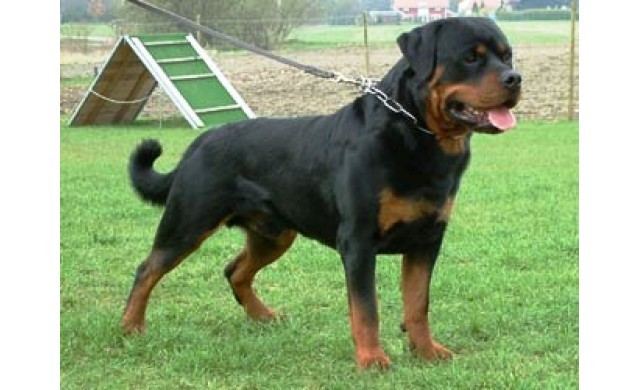 rottwailer; :x
