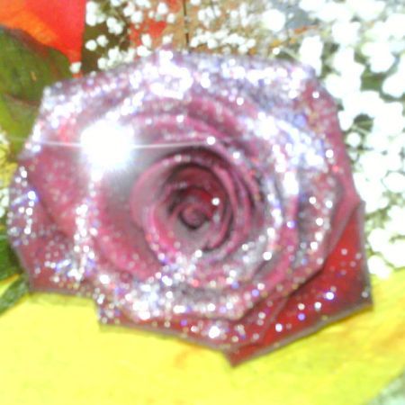 DSC00107 - trandafirul floarea sangelui si iubirii