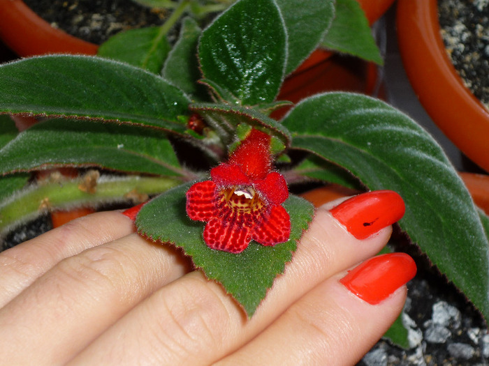 Kohleria Eriantha in 10 iunie 2011 - Eriantha