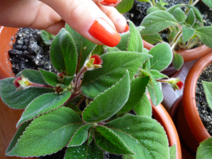 Kohleria Eriantha in 10 iunie 2011 - Eriantha