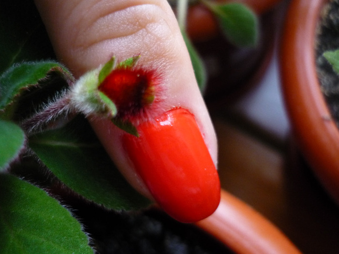 Kohleria Eriantha in 10 iunie 2011 - Eriantha