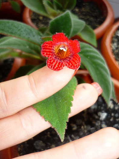 Kohleria Eriantha in 10 iunie 2011 - Eriantha