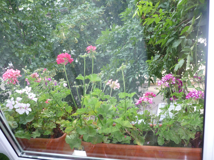 jardinierele de la dormitor in 7 iunie 2011