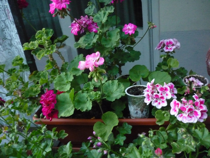 jardinierele din balcon (7 iunie 2011)
