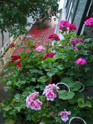 jardinierele din balcon (7 iunie 2011)