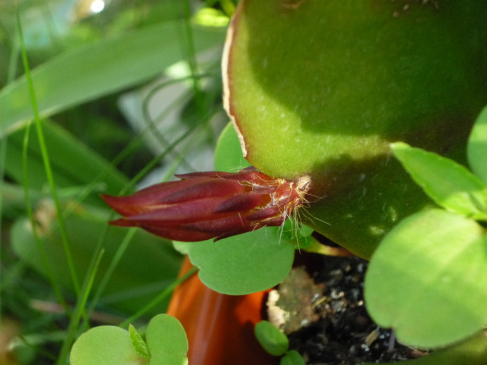 Epiphyllum alb cu bobocel de la Mioara in 7 iunie 2011 - Epiphyllum