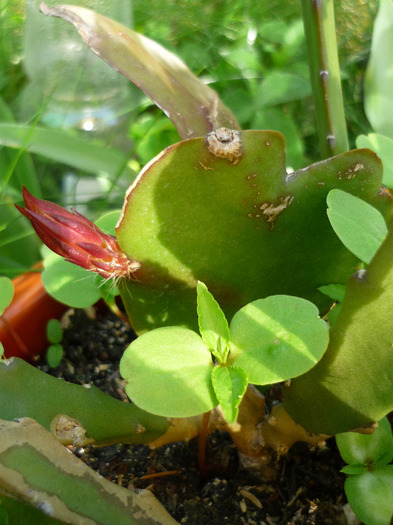 Epiphyllum alb cu bobocel de la Mioara in 7 iunie 2011