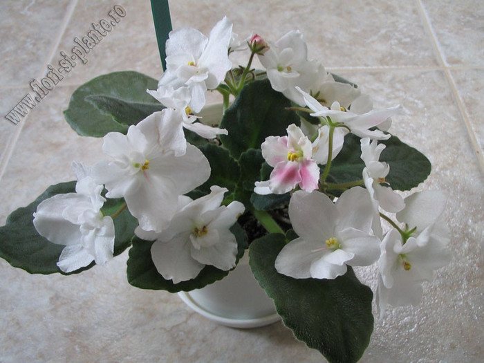 Saintpaulia Kiss Prints 4