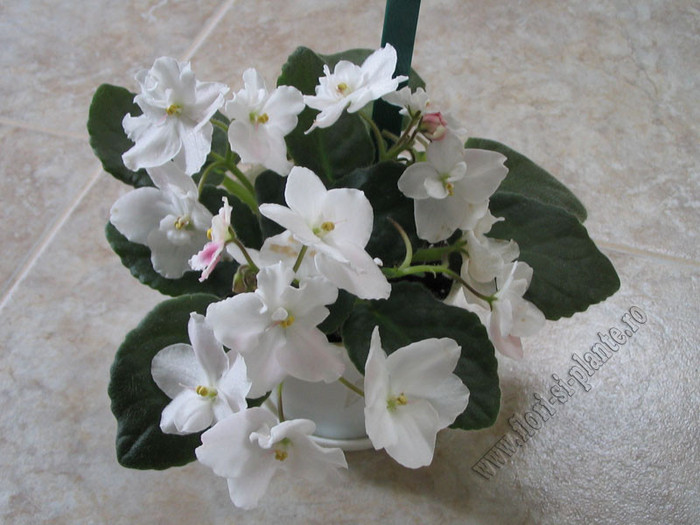 Saintpaulia Kiss Prints 5