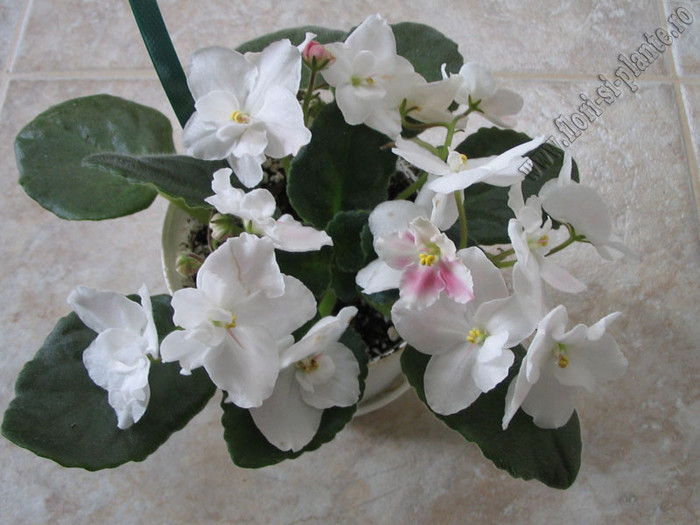 Saintpaulia Kiss Prints 6