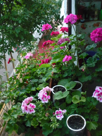 jardinierele din balcon in 7 iunie 2011 - la vreme de vara
