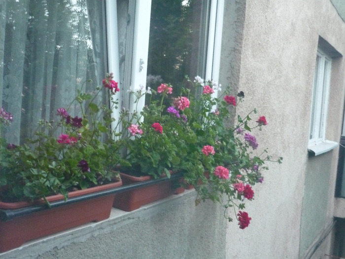 jardinierele de la dormitor in 7 iunie 2011 - la vreme de vara