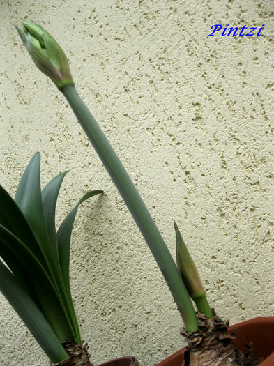 IMG_0511 - AMARYLLIS-11