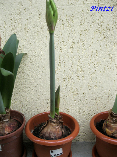 Lemon cel harnic - AMARYLLIS-11