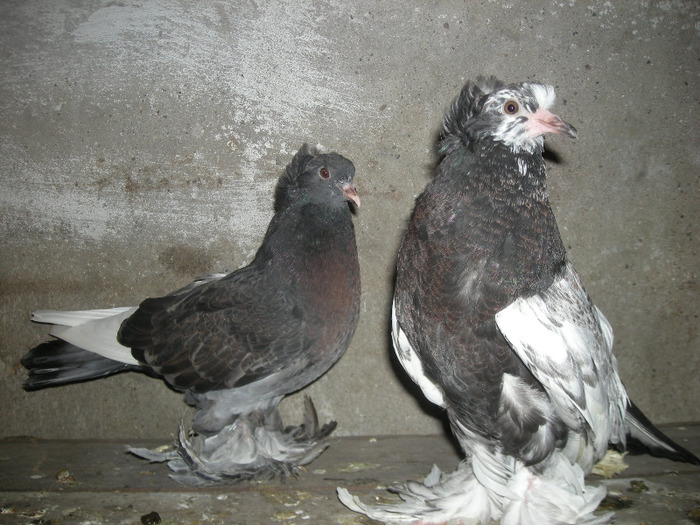 2011 - Porumbei uriasii maghiari
