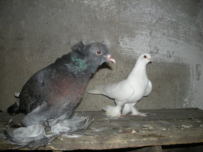 2011 - Porumbei uriasii maghiari