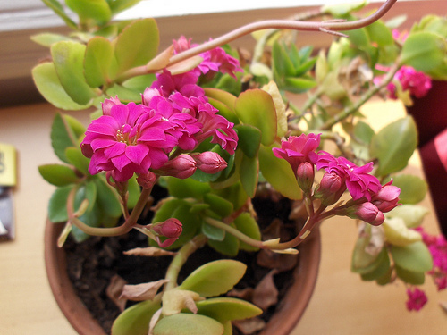 3408363343_32c1584823 - flowers