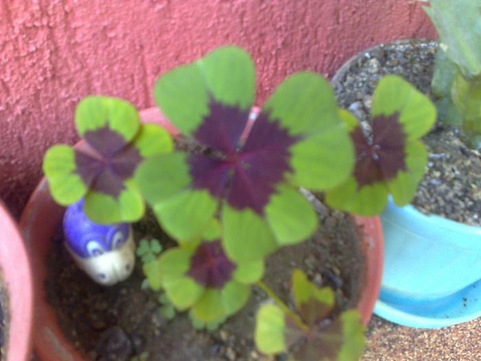 220520111078 - oxalis